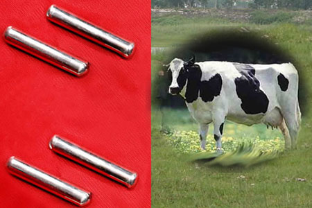 Magnet For Cow